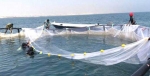 پیش‌بینی تولید 1000 تن ماهی در قفس‌های دریایی