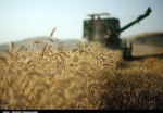 تولید گندم در کشور فراتر از نیاز است /نرخ خرید تضمینی گندم در جهت منافع ملی نیست