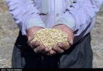 تولید برنج در مازندران 60 درصد کاهش می یابد