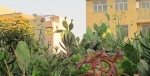 فلسفه‌های خانم باغبان/روزی ۱ میلیون تومان از خانه‌ای که در پشت بامش پول سبز می‌شود!