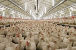 خطر آنفلوانزای پرندگان در کمین مرغداری ها/ممنوعیت عرضه پرندگان زنده در بازارهای استان