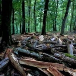 قارچ‌هایی که گردشگران با خود به جنگل می‌برند
