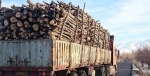 انهدام باند قاچاق چوب آلات جنگلی در ساری/ کشف 15 تنی چوب