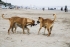 شهرداری‌ها متولی جمع‌آوری سگ‌های ولگرد در مازندران شدند