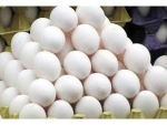 تولید سالانه 1000 تن تخم مرغ در ساری