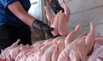 افزایش قیمت مرغ به ۱۵ هزار و ۵۰۰ تومان/ خبری از قیمت مصوب نیست