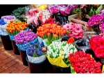 صادرات 32 هزار گلدان گل و گیاه زینتی از نوشهر به خارج از کشور