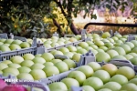 تصمیمات جدید ستاد تنظیم بازار برای باغداران سیب/خرید ۸۰۰ تومانی سیب از باغدار