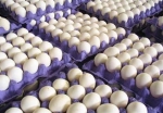 13 هزار تن تخم مرغ به خارج از کشور صادر شد