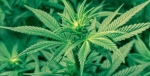 800 بوته ماری‌جوانا در نکا کشف شد