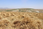 خرید تضمینی 4300 تن گندم در قالب 726 محموله در استان سمنان