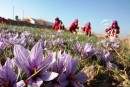 کشت زعفران دریچه‌ای نو برای کشاورزی در دودانگه ساری