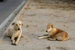 هراس مردم از هجوم سگهای بلاصاحب  در  قائمشهر /مسئولان چه  تدبیری کردند