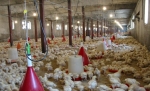 اولتیماتوم دو هفته ای به شرکت فراورده های نفتی و جهاد کشاورزی برای رفع مشکل سوخت مرغداران/ افزایش سهمیه سوخت مرغداران