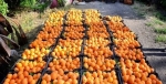 تضمین 30 هزار تن پرتقال شب عید توسط مازندران