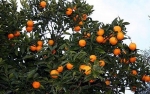 درختان نارنج شهرهای مازندران؛ حیاط خلوت مگس مدیترانه‌ای