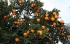 درختان نارنج شهرهای مازندران؛ حیاط خلوت مگس مدیترانه‌ای