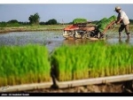 کشت مکانیزه 15 هزار هکتاری برنج در شالیزارهای ساری