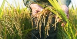 پیشنهاد تخصیص ارز نیمایی برای واردات برنج/ حمایت از تولید داخلی با مدیریت واردات
